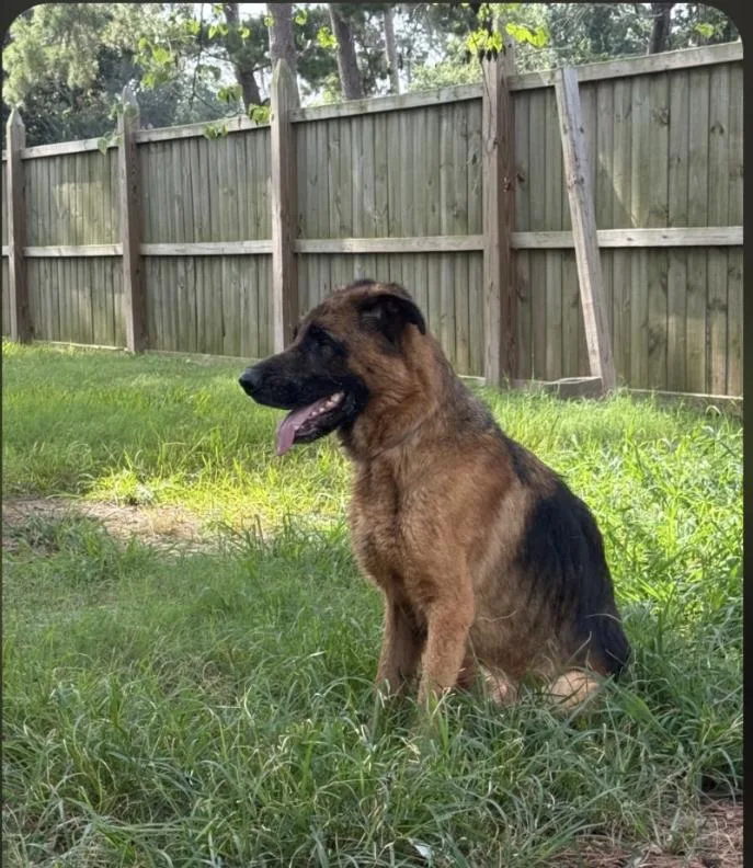 An adult medium-sized male Bicolor German Shepherd Dog dog named Scooby a.k.a. Samuel Shepherd for adoption in Farmington, MO