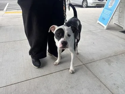 An adult medium-sized male Pit Bull Terrier dog named Bandit for adoption in Atlanta, GA
