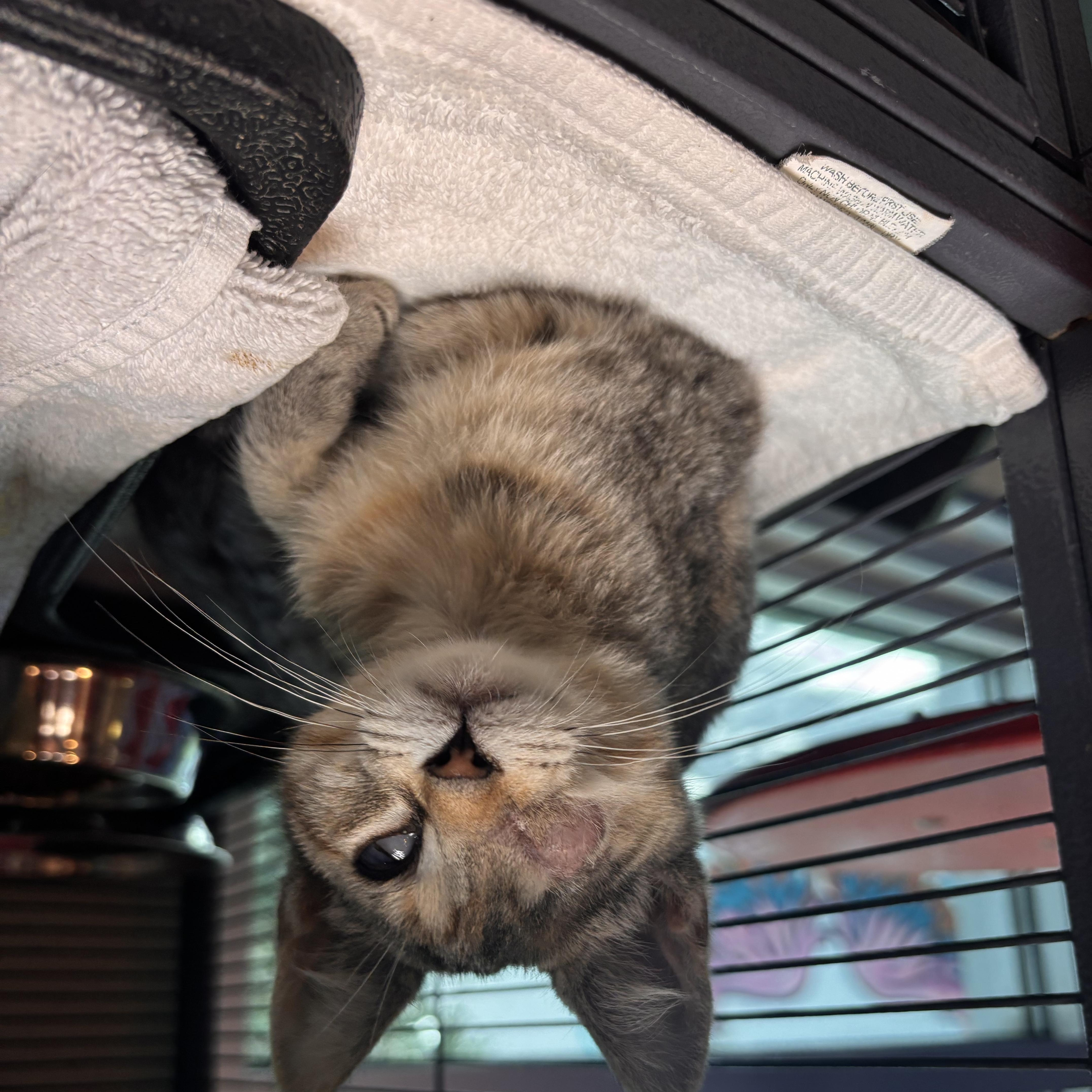 A baby medium-sized female Dilute Tortoiseshell Domestic Short Hair cat named Chevrolet for adoption in Charleston, SC