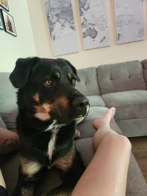 Roscoe  Sweet Boy thumbnail 2