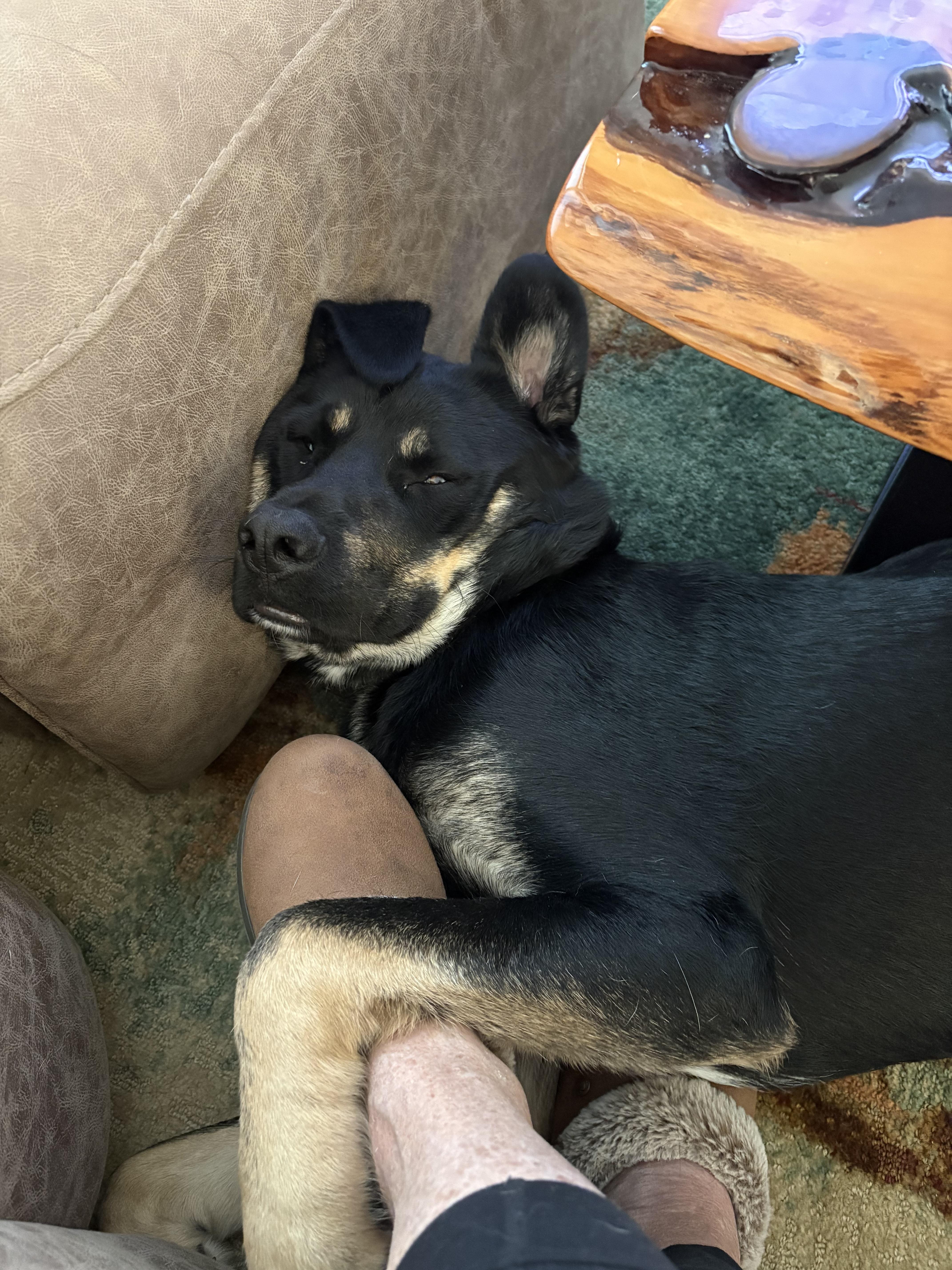 Roscoe  Sweet Boy thumbnail 3
