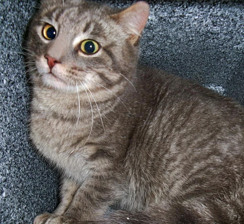 A young medium-sized male Gray / Blue / Silver Domestic Short Hair cat named Ruckus for adoption in Plover, WI