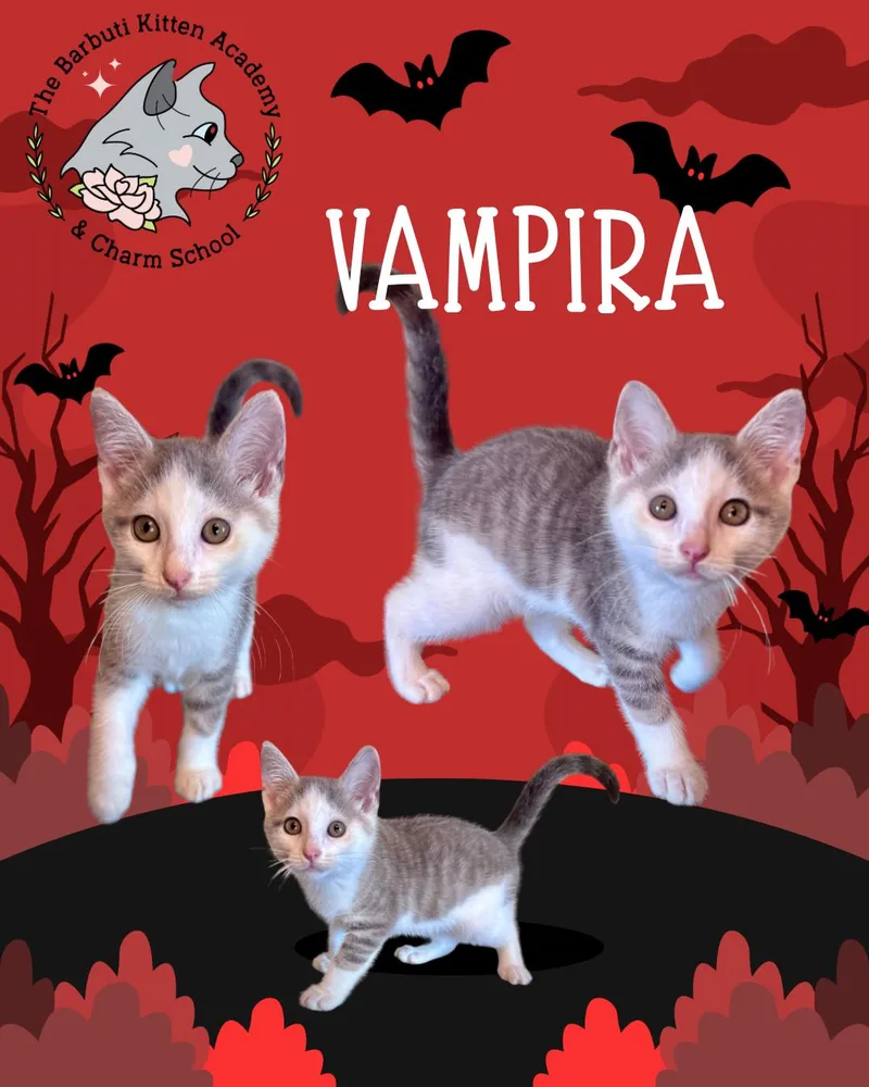 Vampira thumbnail 2