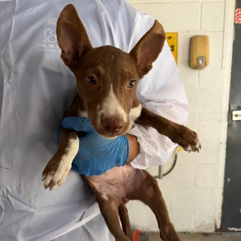 A baby small-sized female Brown / Chocolate Pit Bull Terrier dog named Vulpix for adoption in Edinburg, TX