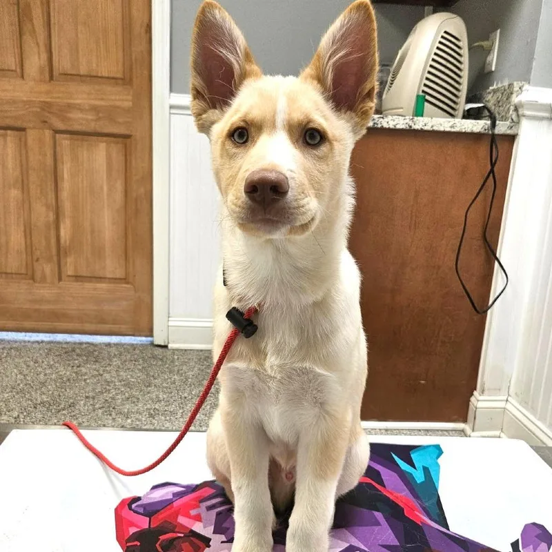 Snowflake thumbnail 2