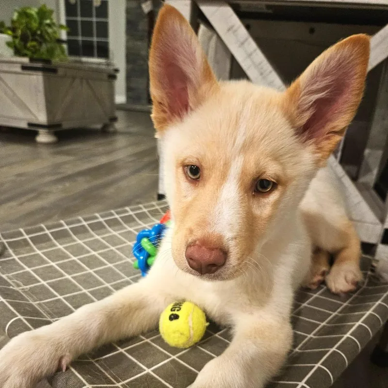 Snowflake thumbnail 3