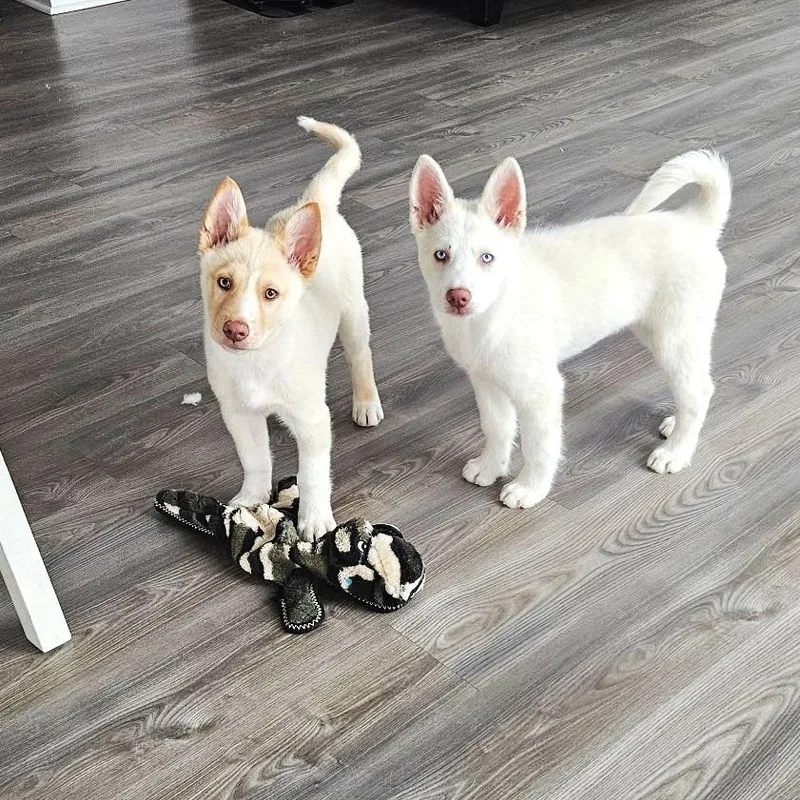 Snowflake thumbnail 4