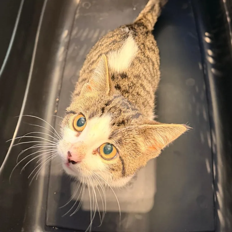 A baby small-sized male White Domestic Short Hair cat named Toodles for adoption in Lynchburg, VA