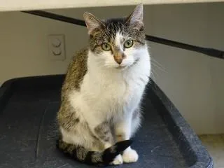 Henrietta thumbnail 2