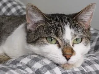 Henrietta thumbnail 4