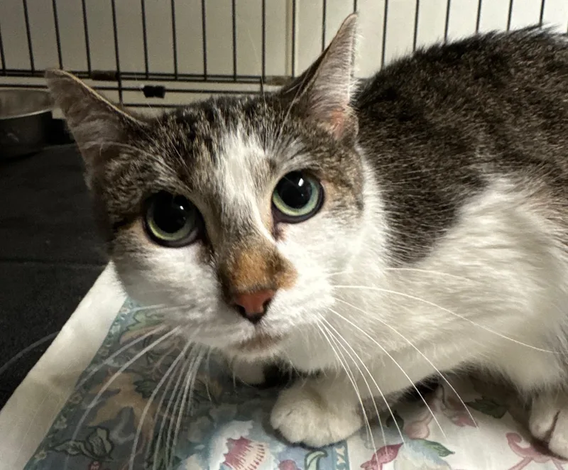 Henrietta thumbnail 6