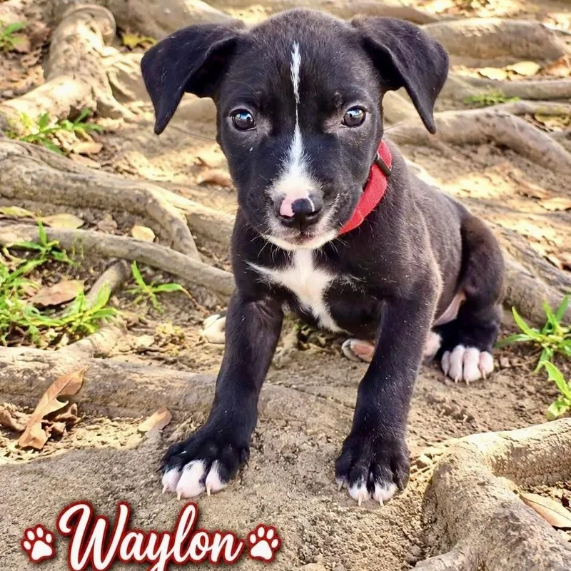 A baby medium-sized male Black Mixed Breed dog named Waylon for adoption in Brewton, AL