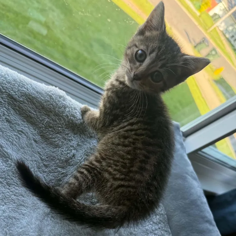 A baby medium-sized male Tabby (Brown / Chocolate) Domestic Short Hair cat named Stimson J. Cat for adoption in Brockport, NY