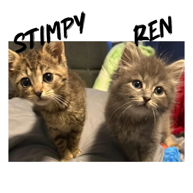 Stimson J. Cat thumbnail 2