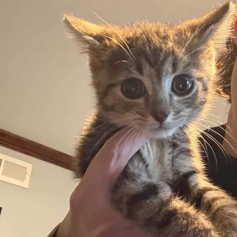 Stimson J. Cat thumbnail 3