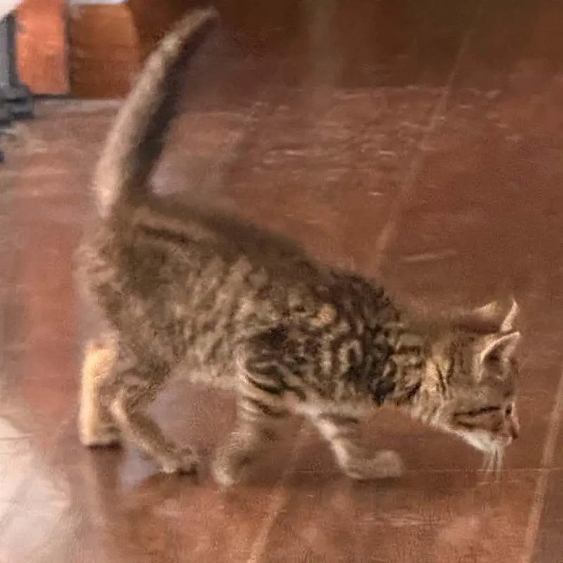Stimson J. Cat thumbnail 4