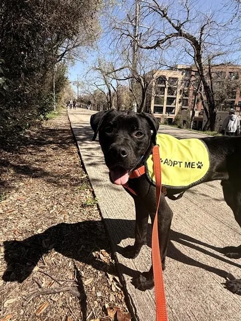A young large-sized male Mixed Breed dog named Drake for adoption in Dallas, TX