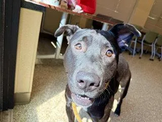 An adult large-sized male American Staffordshire Terrier dog named Andrew Jackson for adoption in Clyde, NC