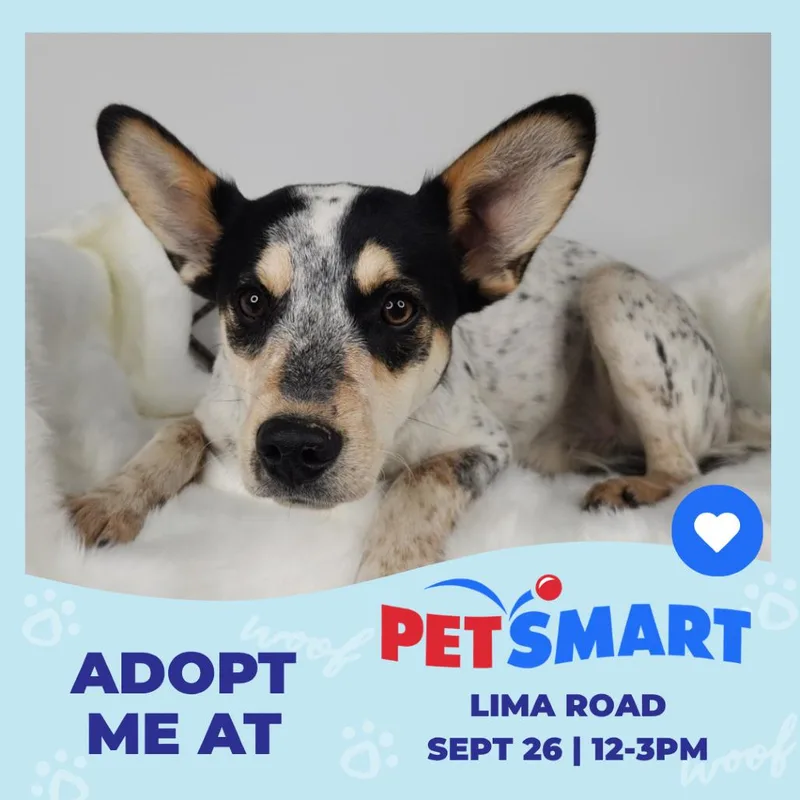 A young small-sized male Jack Russell Terrier dog named Buddy for adoption in Fort Wayne, IN