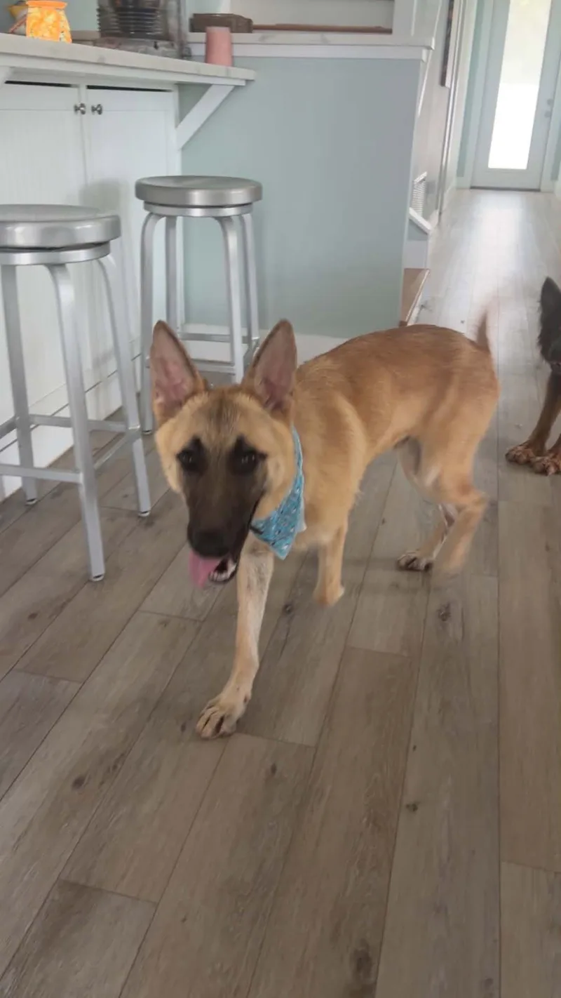 An adult large-sized male German Shepherd Dog dog named Gerri for adoption in Montgomery, AL