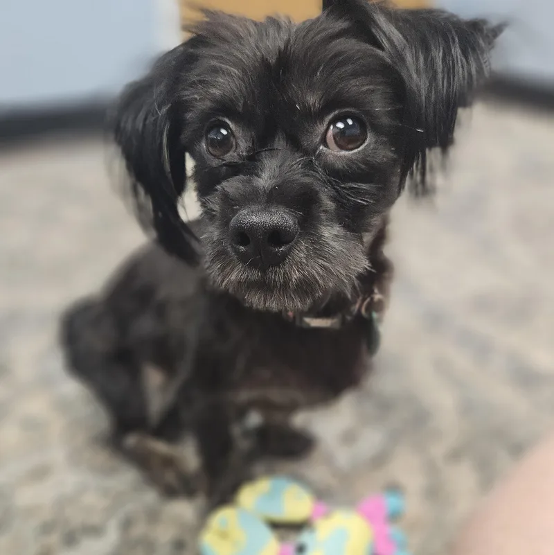 An adult small-sized male Shih Tzu dog named Ollie for adoption in Livonia, MI