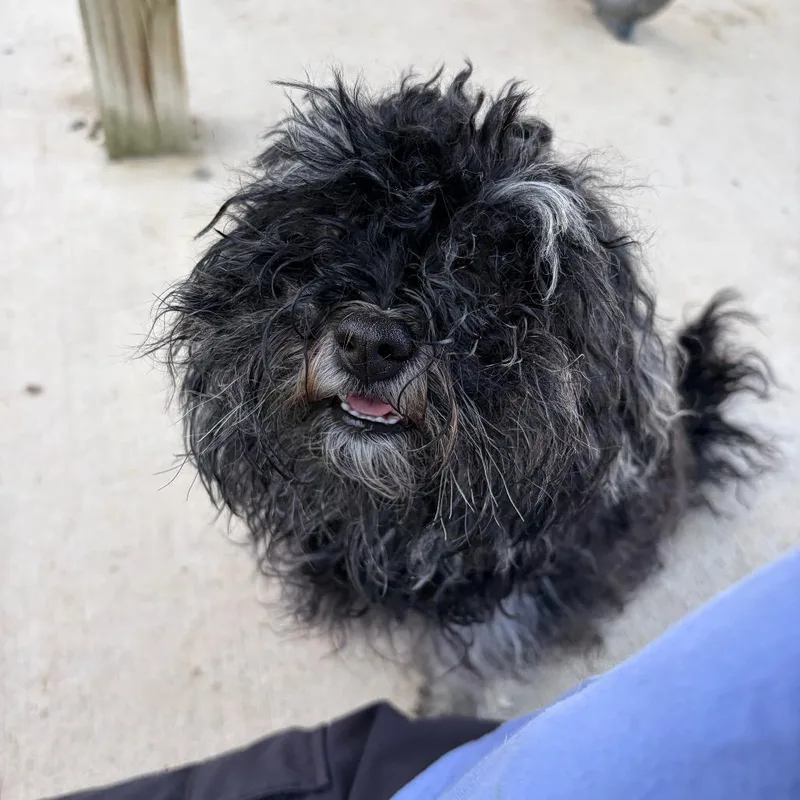 An adult small-sized female Black Shih Tzu dog named Esmeralda for adoption in Binghamton, NY