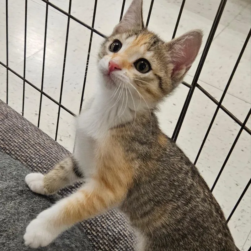 A baby small-sized female Torbie Domestic Short Hair cat named Phish Food for adoption in Wilmington, DE
