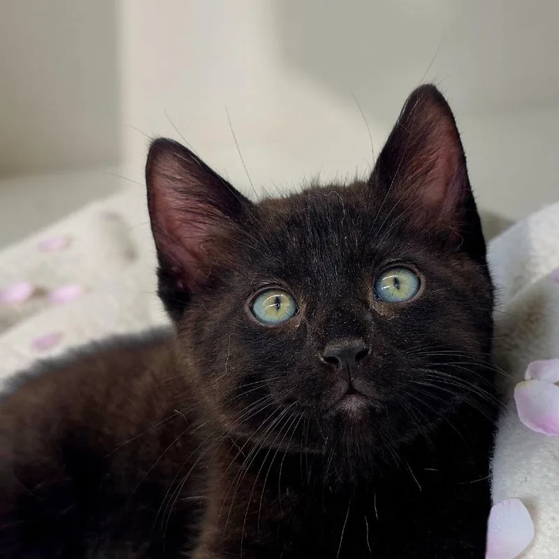 A baby small-sized male Black Domestic Short Hair cat named Luther for adoption in Santa Fe, TX