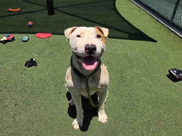 An adult medium-sized male Pit Bull Terrier dog named Max for adoption in Carlsbad, CA