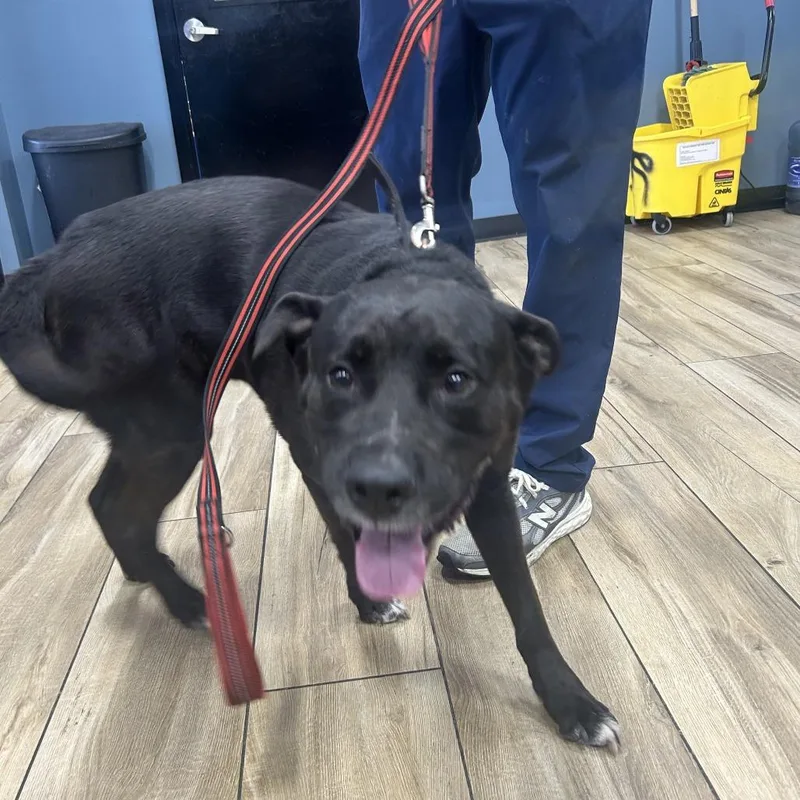 An adult small-sized male Black Labrador Retriever dog named Domino for adoption in Newark, NJ