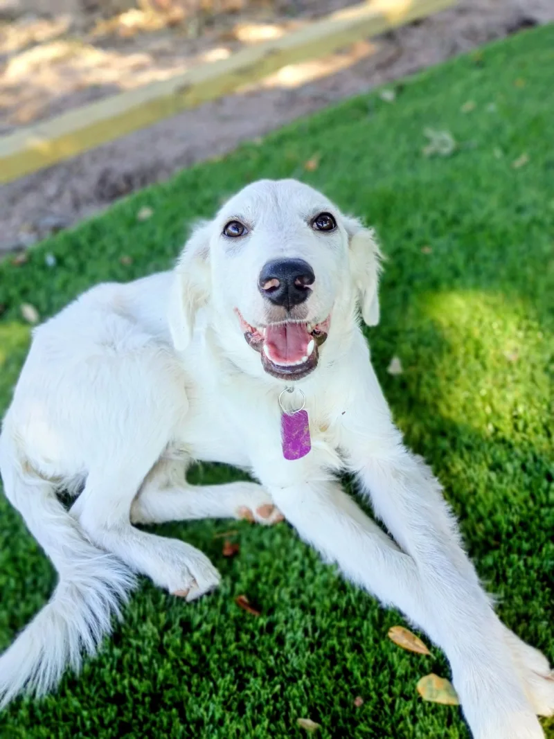 A young medium-sized male White / Cream Great Pyrenees dog named EinsteinA Little Genius Looking for adoption in Houston, TX