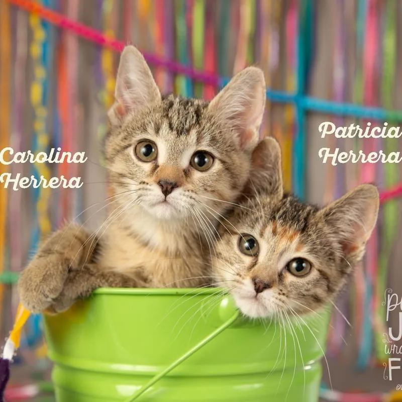 Patricia Herrera thumbnail 4