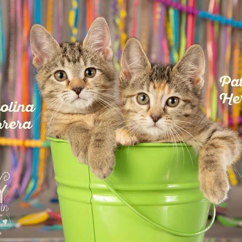 Patricia Herrera thumbnail 5