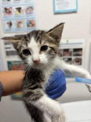 A baby small-sized male Domestic Short Hair cat named Coconut for adoption in Sacramento, CA