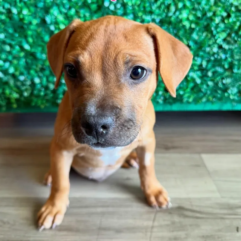A baby medium-sized female American Bully dog named Bugle for adoption in Henderson, NV