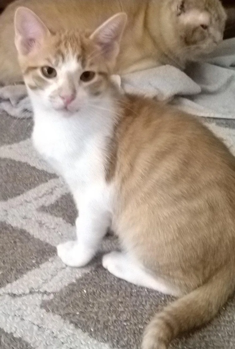 An adult medium-sized male Orange & White Domestic Short Hair cat named Mr. Butters for adoption in Frisco, TX