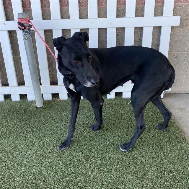 An adult large-sized female Labrador Retriever dog named Tallulah for adoption in Modesto, CA