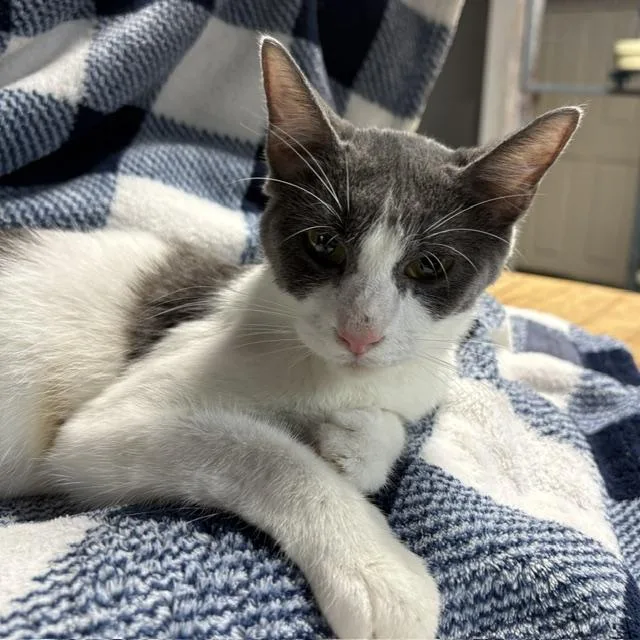 An adult medium-sized female Gray & White Domestic Short Hair cat named Lil' Denise for adoption in Porter, TX