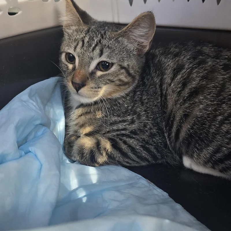 A baby medium-sized male Gray & White Domestic Short Hair cat named Donatien ORT for adoption in Missouri City, TX