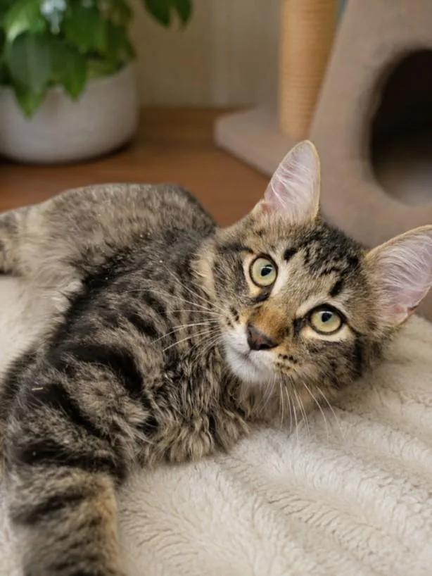 A young small-sized male Domestic Medium Hair cat named Sawyer for adoption in Clinton Township, MI