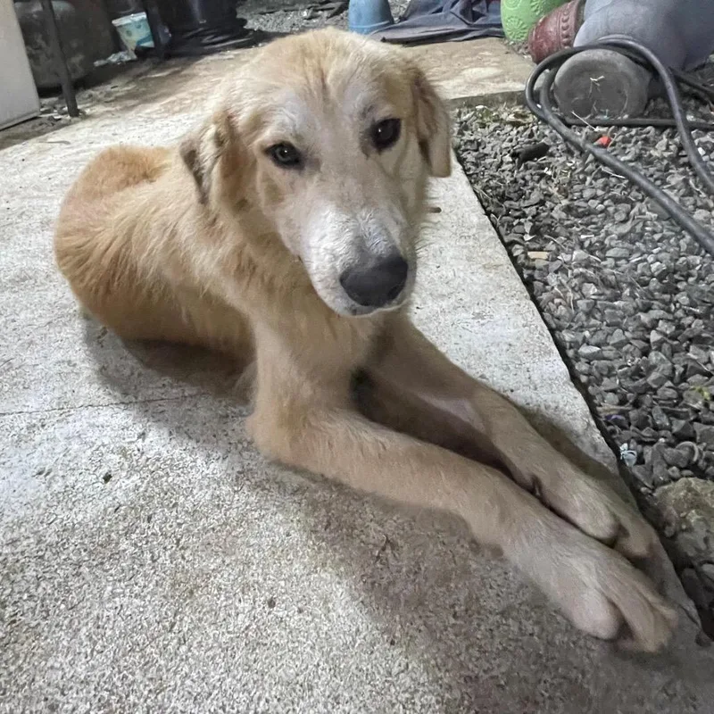 A young medium-sized male Apricot / Beige Golden Retriever dog named Bamboo for adoption in LOXAHATCHEE, FL
