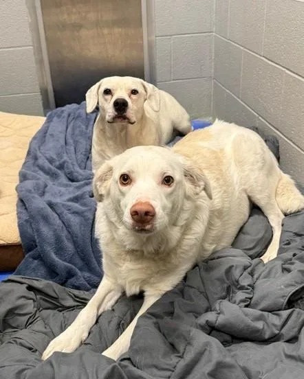 An adult medium-sized female White / Cream Retriever dog named Honey & Blaze for adoption in Bellaire, MI