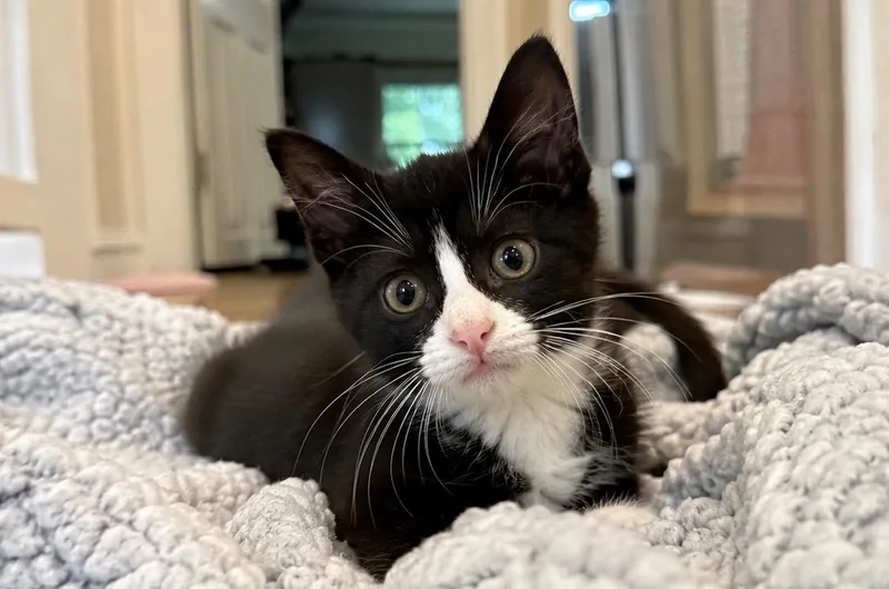 A baby medium-sized male Black & White / Tuxedo Domestic Short Hair cat named Reggie for adoption in Haddon Heights, NJ