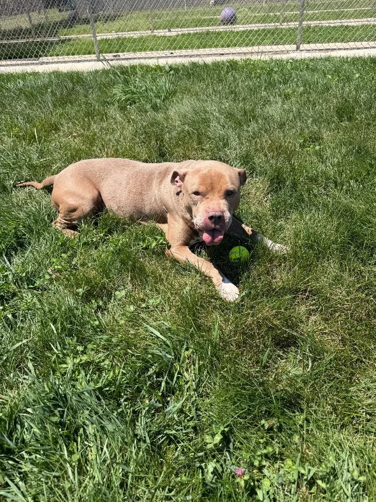 An adult medium-sized male American Staffordshire Terrier dog named Atlas for adoption in Pierceton, IN