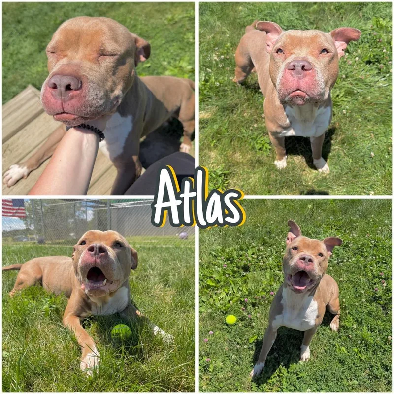 Atlas thumbnail 5