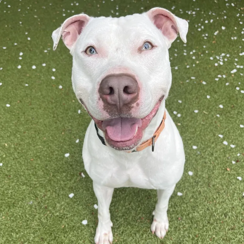 An adult large-sized male White / Cream Mixed Breed dog named Coco for adoption in Providence, RI