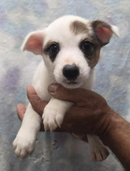 A baby medium-sized female Cattle Dog dog named Rory for adoption in Malvern, PA