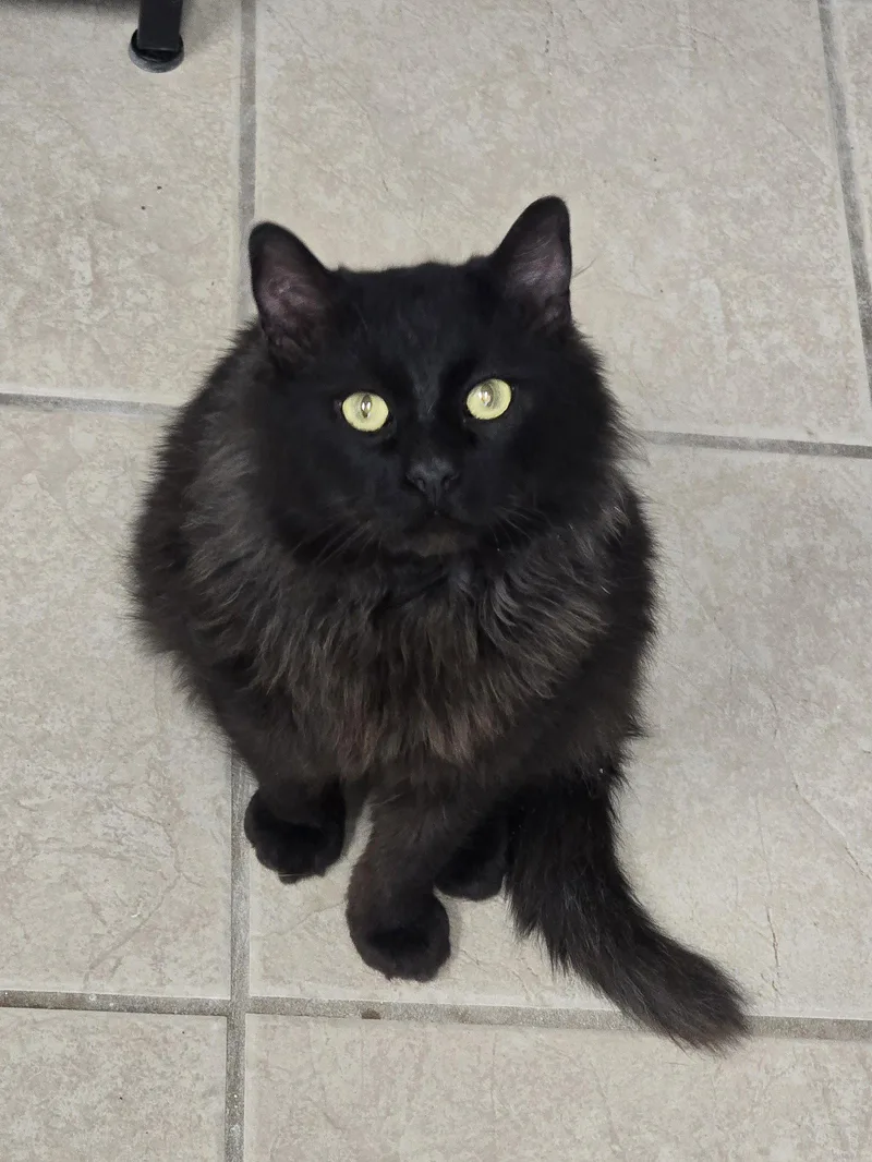 A young small-sized male Black Domestic Long Hair cat named Zeke for adoption in Locust Grove, GA