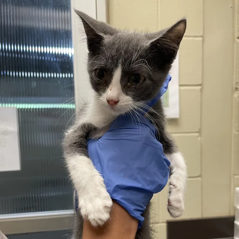 A baby small-sized male Gray / Blue / Silver Domestic Short Hair cat named Lil Jon for adoption in Columbus, GA