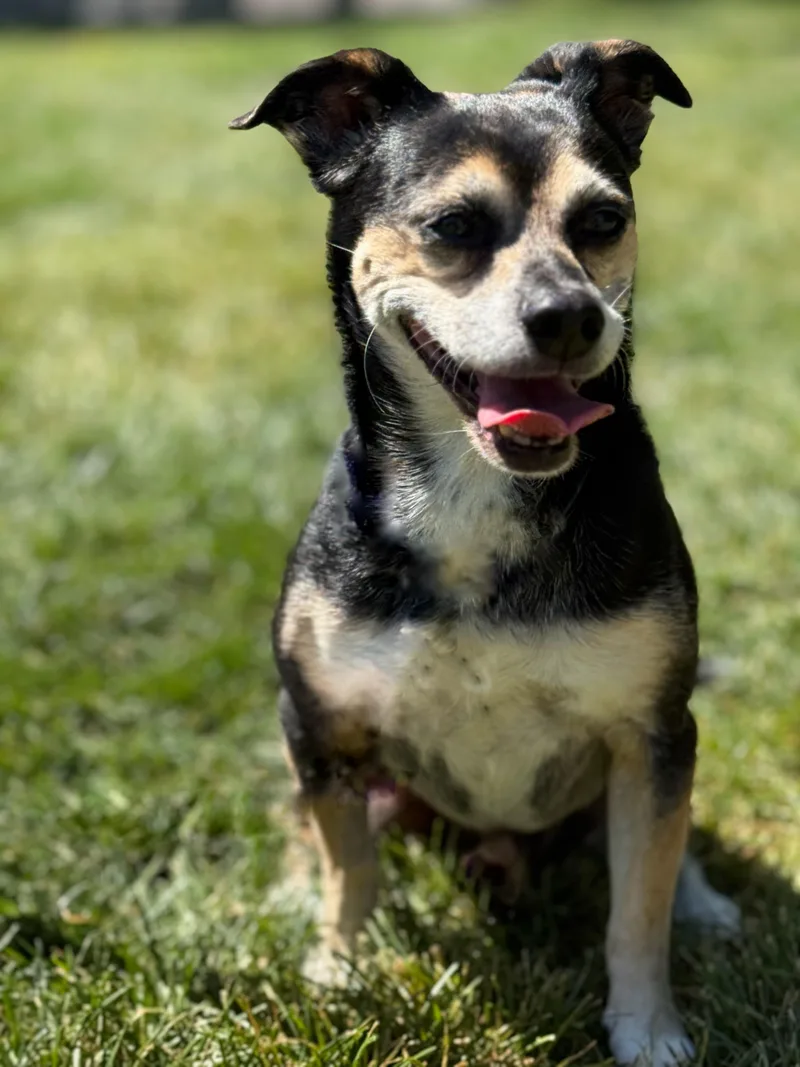 A senior medium-sized male Jack Russell Terrier dog named Toby Mac for adoption in Twin Falls, ID